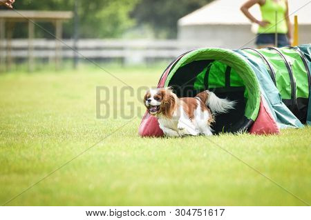 Dog-king Charles Spaniel In Agility Tunnel. Amazing Day On Czech Agility Competition. They Are Middl