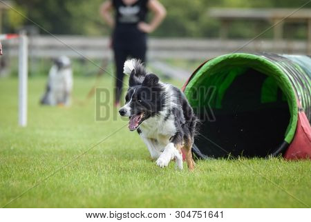 Dog Border Collie In Agility Tunel. Amazing Day On Czech Agility Competition. They Are Middle Expert