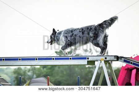 Dog Border Collie In Agility Balance Beam.  Amazing Day On Czech Agility Competition. They Are Middl