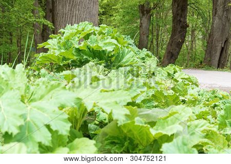Cow Parsnip On The Side Of The Road, Thickets Of Cow Parsnip
