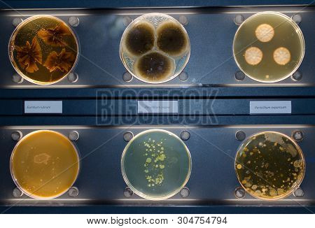 Fungus Penicillium Olsonii, Penicillium Expansum And Eurotium Rubrum. .
