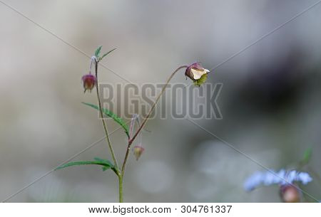 Geum Rivale (water Avens, Purple Avens) With Greyish Background