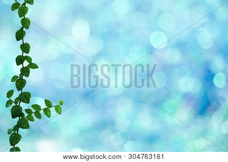 Green Leaves Of Coatbuttons Nature Border And Blur Blue Bokeh Background