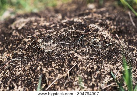 Anthill Into The Earth Among Soil And Green Plants