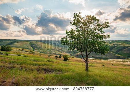 Lonely Tree In Summer Steppe Beautiful Landscape