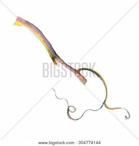 Grape Vine. Watercolor Background Illustration Set. Isolated Stem Illustration Element.