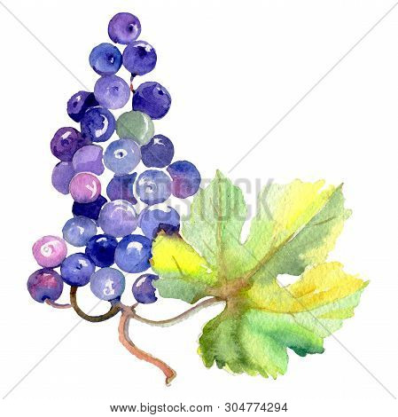 Grape Berry Healthy Food In A Watercolor Style Isolated. Watercolor Background Set. Isolated Fruit I