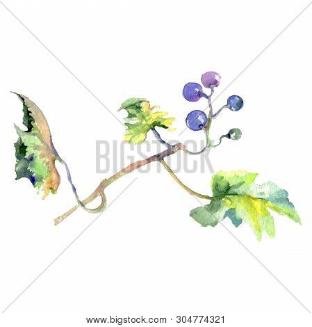 Grape Berry Healthy Food In A Watercolor Style Isolated. Watercolor Background Set. Isolated Fruit I