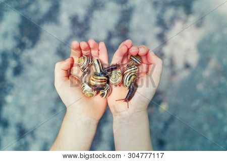 Closeup Macro Of Child Hands Palms Holding Many Little Small Forest Garden Yellow Striped Snails Mol