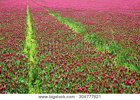 Field of flowering crimson clovers (Trifolium incarnatum) close up. Spring season.