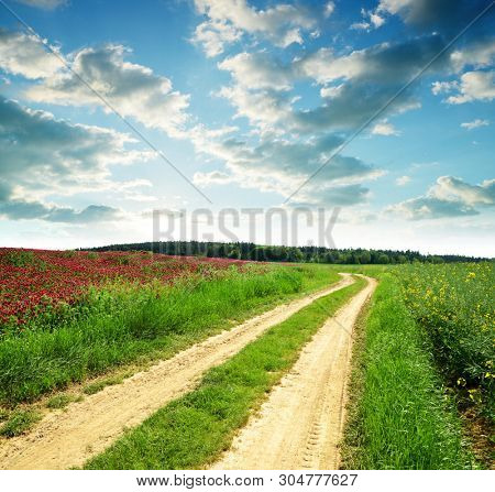 Spring rural landscape with dirt road in rapeseed and crimson clover field at sunset.
