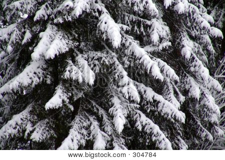 Winter Fir