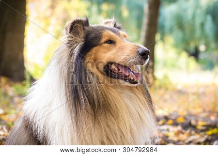 Portrait Of Collie Dog Standing On Autumn Forest With Golden Leaves
