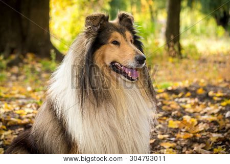 Portrait Of Collie Dog Standing On Autumn Forest With Golden Leaves