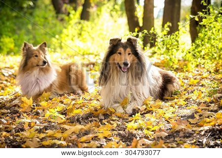 Two Collie Dogs Lying Down On Autumn Forest With Golden Leaves At Sunlight