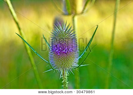 Vackra tistel i Wild Flower äng