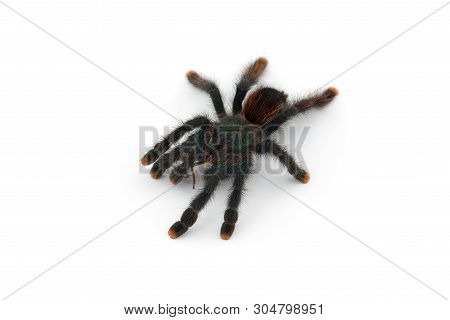 The Antilles Pinktoe Tarantula Isolated On White Background