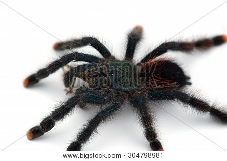 The Antilles Pinktoe Tarantula Isolated On White Background