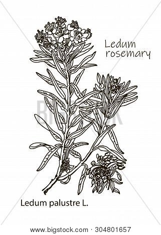 Vector Images Of Medicinal Plants. Detailed Botanical Illustration For Your Design. Wild Rosemary Rh