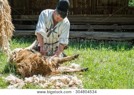 Sibiu, Romania - May 18, 2019. Men Shearing The Fleece From Sheep With Petrol Machine Driven Clipper