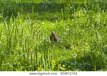 Fieldbird (turdus Pilaris) In The Grass. Sunny Day At The End Of April.