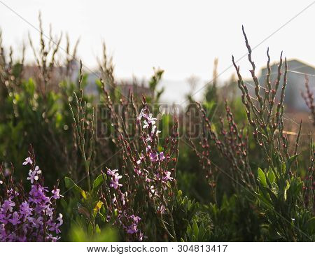 Tamarix Purple Flowers Against Bright Sun Light By The Sea