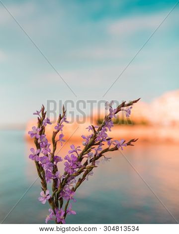Hue Shifted Photo Of Purple Tamarix Flowers Against A Blurred Background Consisting Of Sky Sea And C