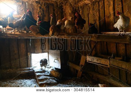 Chicken Coop. Farm. The Hen Is Hatching The Egg In The Coop Hatching The Egg
