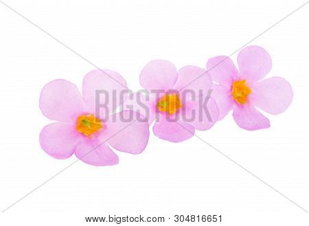 Bacopa Pink Flower  Isolated On White Background
