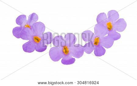 Bacopa  Blue Flower Isolated On White Background