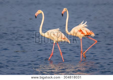 Two Flamingos Walking