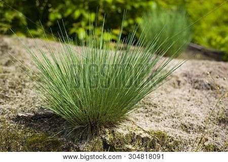 Corynephorus Canescens Perennial Grass Grows Predominantly In The Sand And On The Outskirts Of Fores