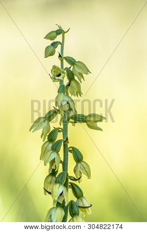 Wild Orchid Epipactis Muelleri Green-yellow Helleborine Growing In Viroin Valley Belgium
