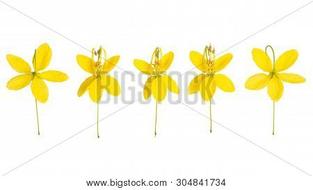 Cassia Flower, Cassia Flower Top View  Isolated On White Background.
