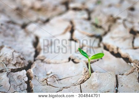 Growth Of Trees In Drought, Living With Tree Drought.