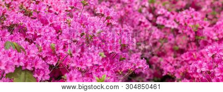 Pink azalea blossom. Background full of flowers. - Image