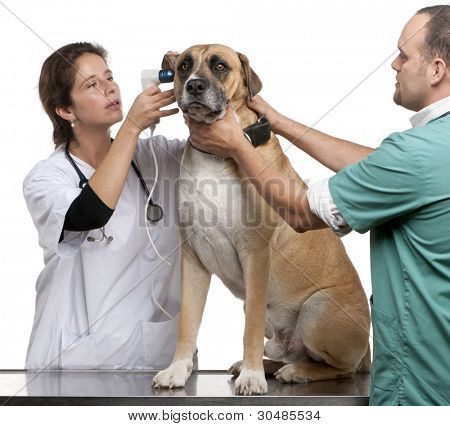 Vets ตรวจสอบสุนัข Crossbreed หูของสุนัข ด้วย otoscope ที่หน้าพื้นหลังสีขาว