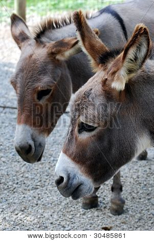 İki burros