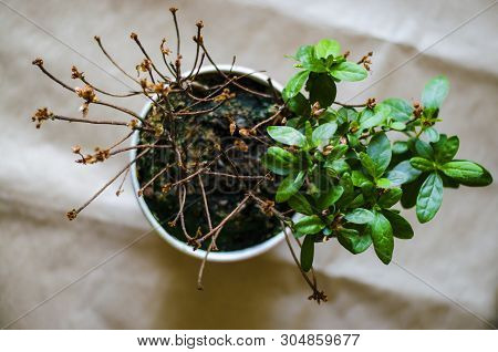 The Plant Blooms One, The Other Half Died. One Plant, Different Care. On The Brown Background, The P