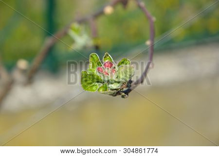 Red Apple Flower And Burgeon, Close Up On Blur Background. Flowering Branch Of Apple. Blooming Sprin