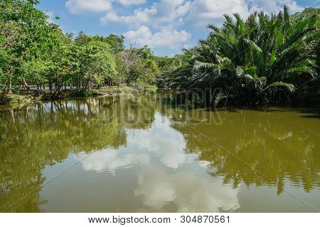 Calmly Creek Flowing Through Lush Green Nipa Palm Grove With Reflection Of Clouds And Sky In The Wat