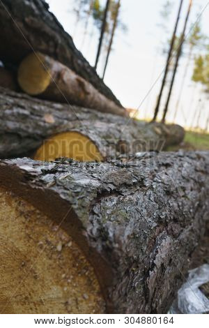Logging, A Lot Of Logs Lying On The Ground In The Forest. Cutting Down Trees, Forest Destruction. Cl