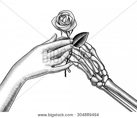 The skeleton's hand gives a white rose to the female hand. Vintage engraving stylized drawing