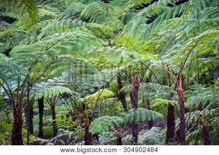 Big Tree Fern On Rain Forest At Siriphum Waterfall At Doi Inthanon National Park, Chiang Mai, Thaila