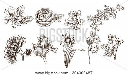 Vintage Flowers Set Line Art Vector. Sunflower, Roses And Narcisus