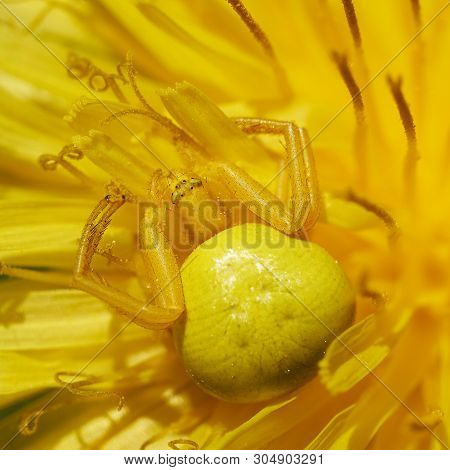Yellow Flower Spider Sitting On A Blossoming Dandelion