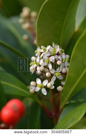Skimmia Passion - Latin Name - Skimmia Japonica Passion