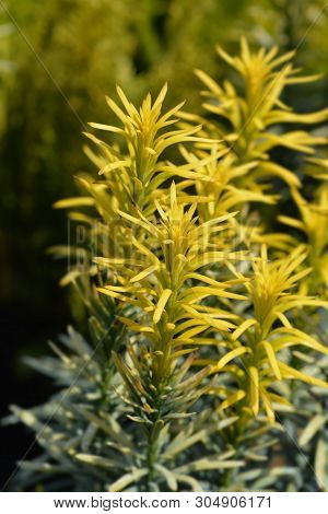 Korean Gold Plum Yew - Latin Name - Cephalotaxus Harringtonia Korean Gold