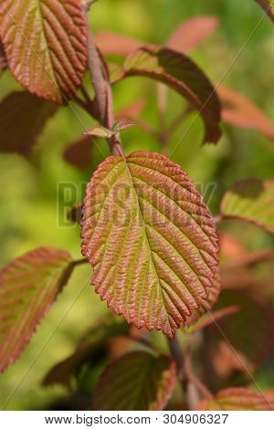 Japanese Snowball Popcorn Leaves - Latin Name - Viburnum Plicatum F. Plicatum Popcorn