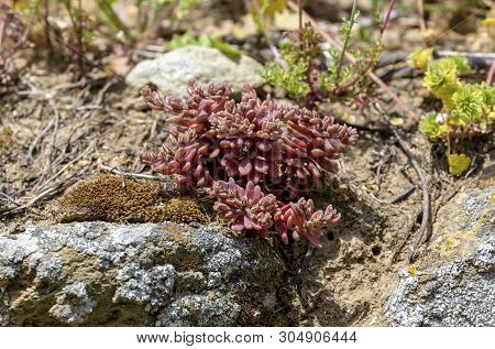 Undersized Succulent Plant (sedum Eriocarpum Ssp. Delicum) Grows And Blooms On Stones In Natural Hab